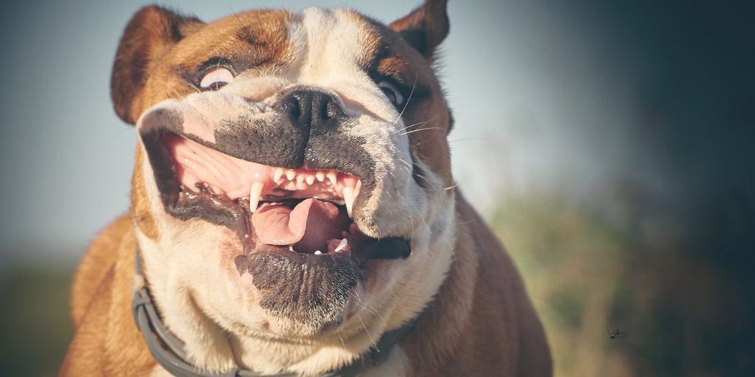 Duel dentaire : Chiens vs Chats - Quand les dents révèlent la force et la diversité des mâchoires canines et félines ! - AninestEco
