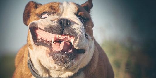 Duel dentaire : Chiens vs Chats - Quand les dents révèlent la force et la diversité des mâchoires canines et félines ! - AninestEco