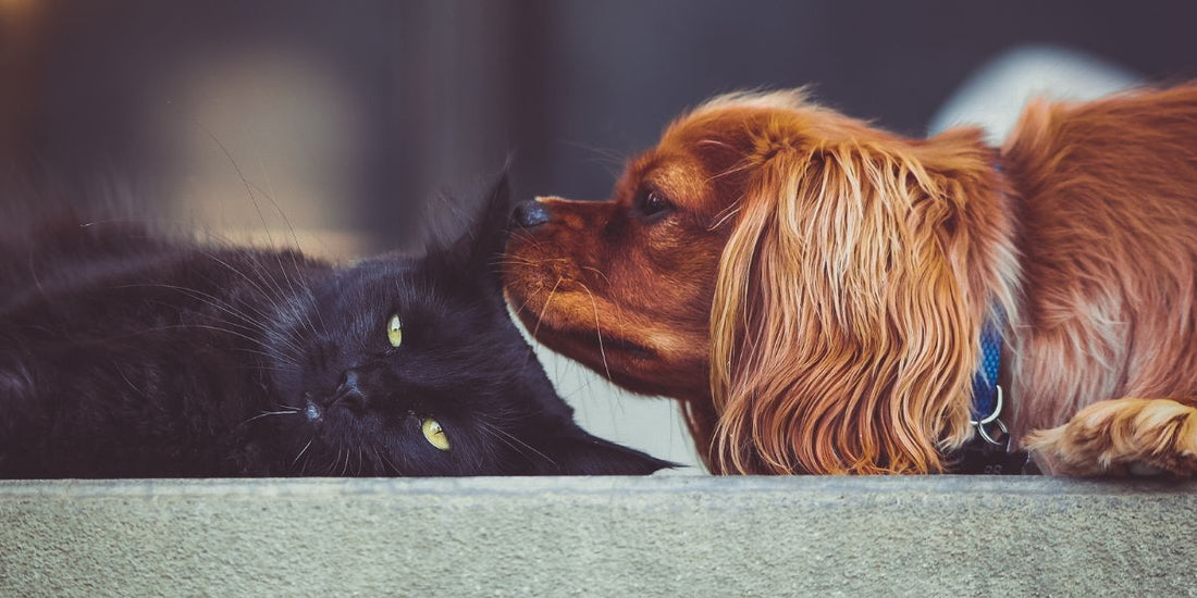Les animaux et l'art de la communication : Les différentes façons dont les animaux communiquent entre eux et avec nous - AninestEco
