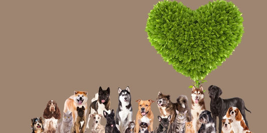 Les articles écologiques pour chats et chiens - AninestEco