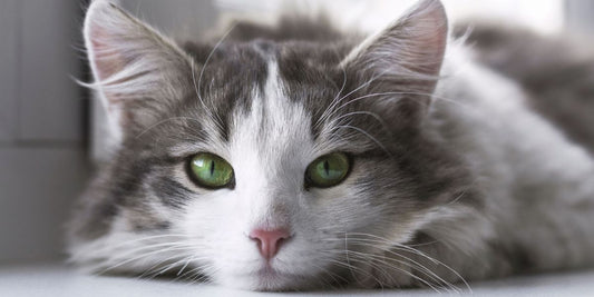 Les leçons de vie que nous pouvons apprendre de nos animaux de compagnie - AninestEco
