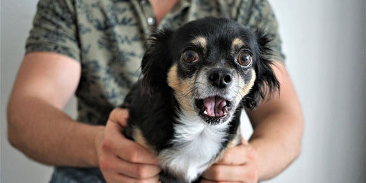 Les signes de stress chez les chiens: Reconnaître et gérer le stress canin - AninestEco