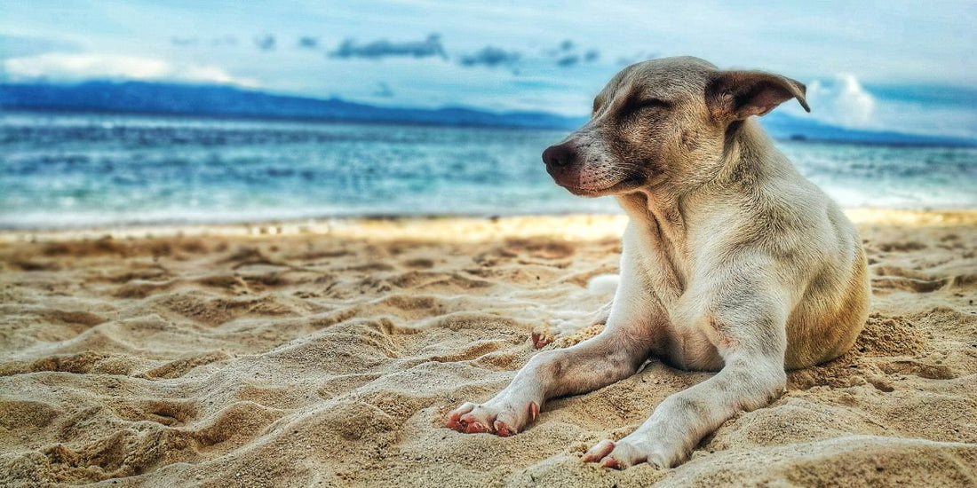 L'incroyable odorat des chiens : Comment ils peuvent détecter une goutte de sang dans un million de litres d'eau" - AninestEco