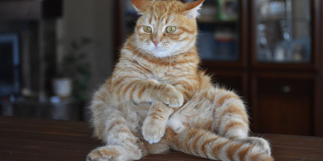 Stress chez les chats : Comment le détecter et le gérer de manière innovante - AninestEco