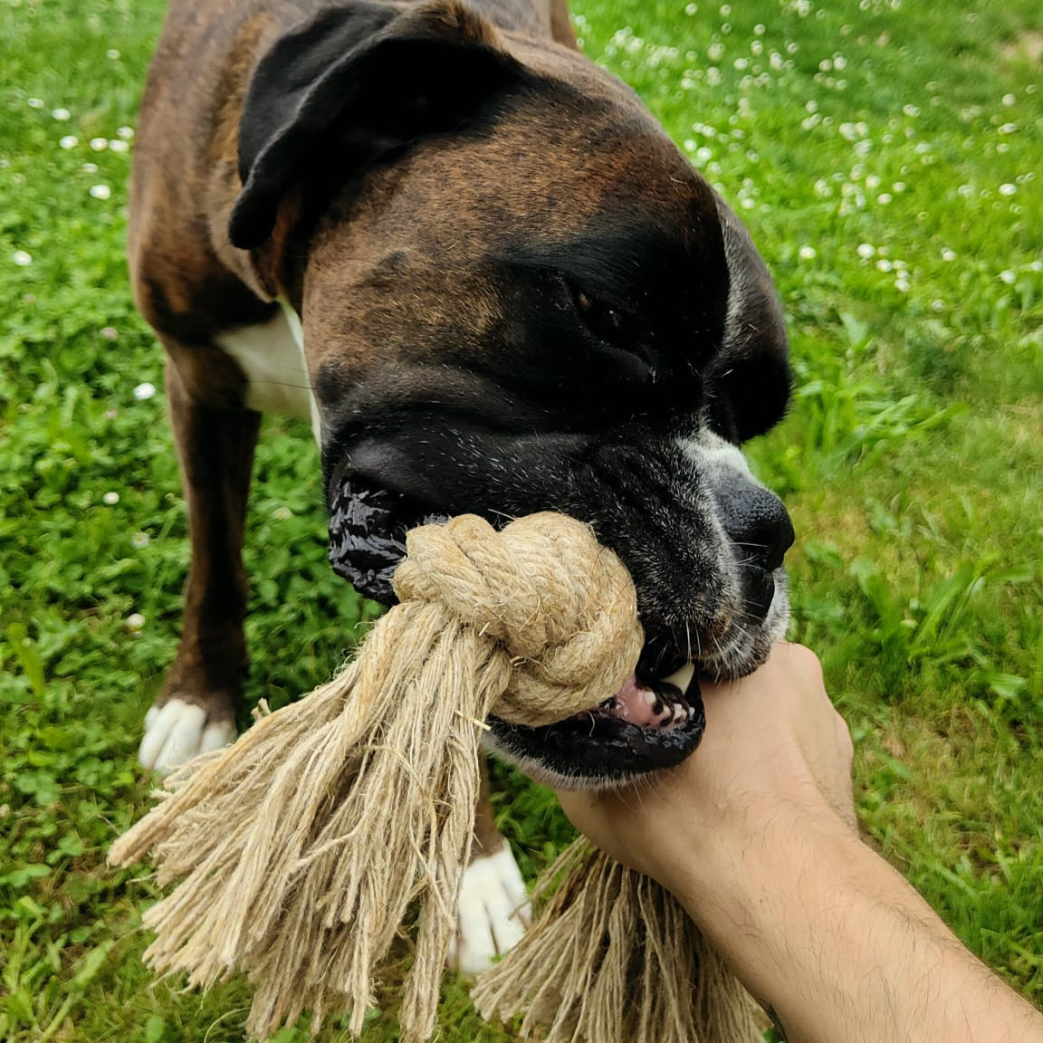 Der Knoten