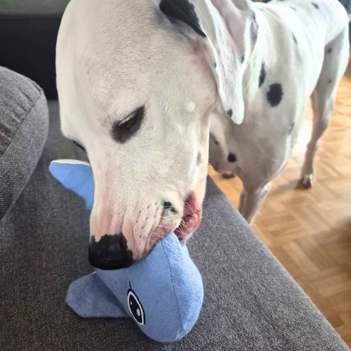 Madame Baleine