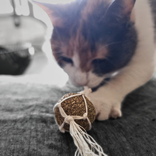 Der Matatabi-Ball