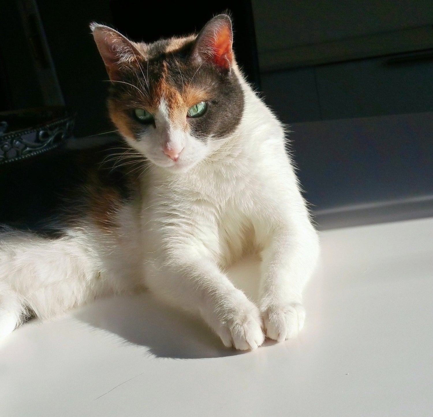photo-chat-aninesteco-Kachou