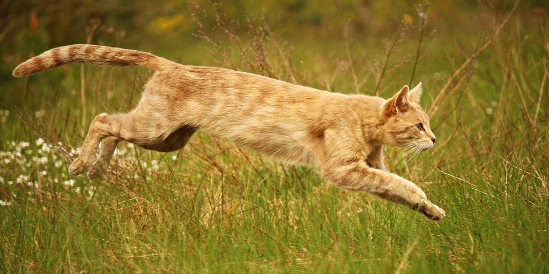 Les super sauts des chats - AninestEco