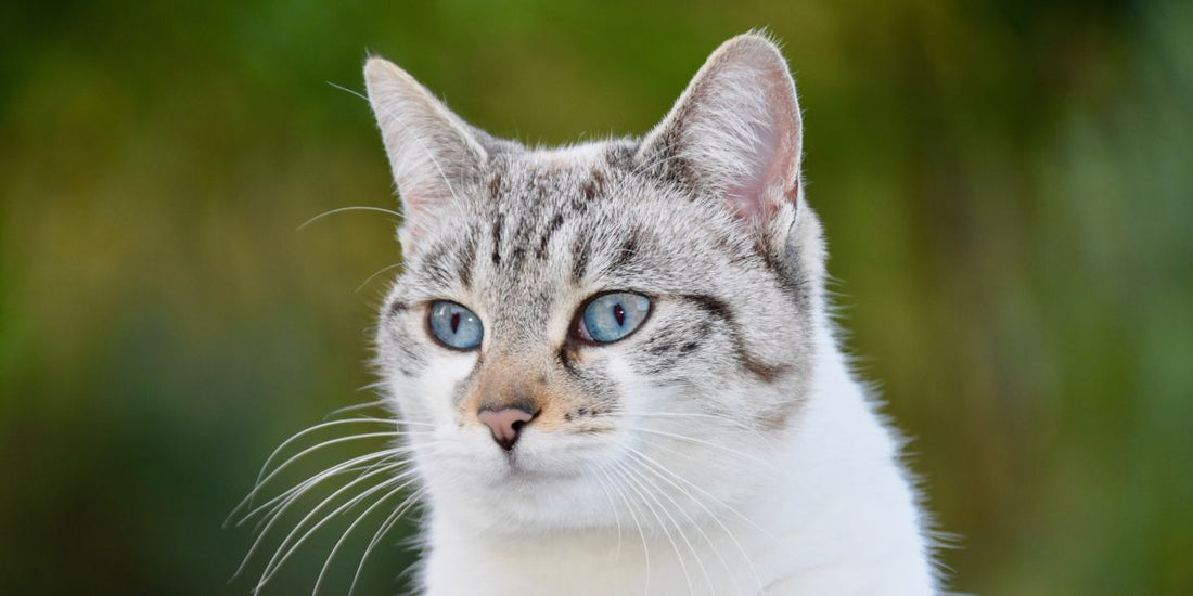 Les oreilles des chats : Un tour de tête époustouflant grâce à leurs muscles magiques ! - AninestEco