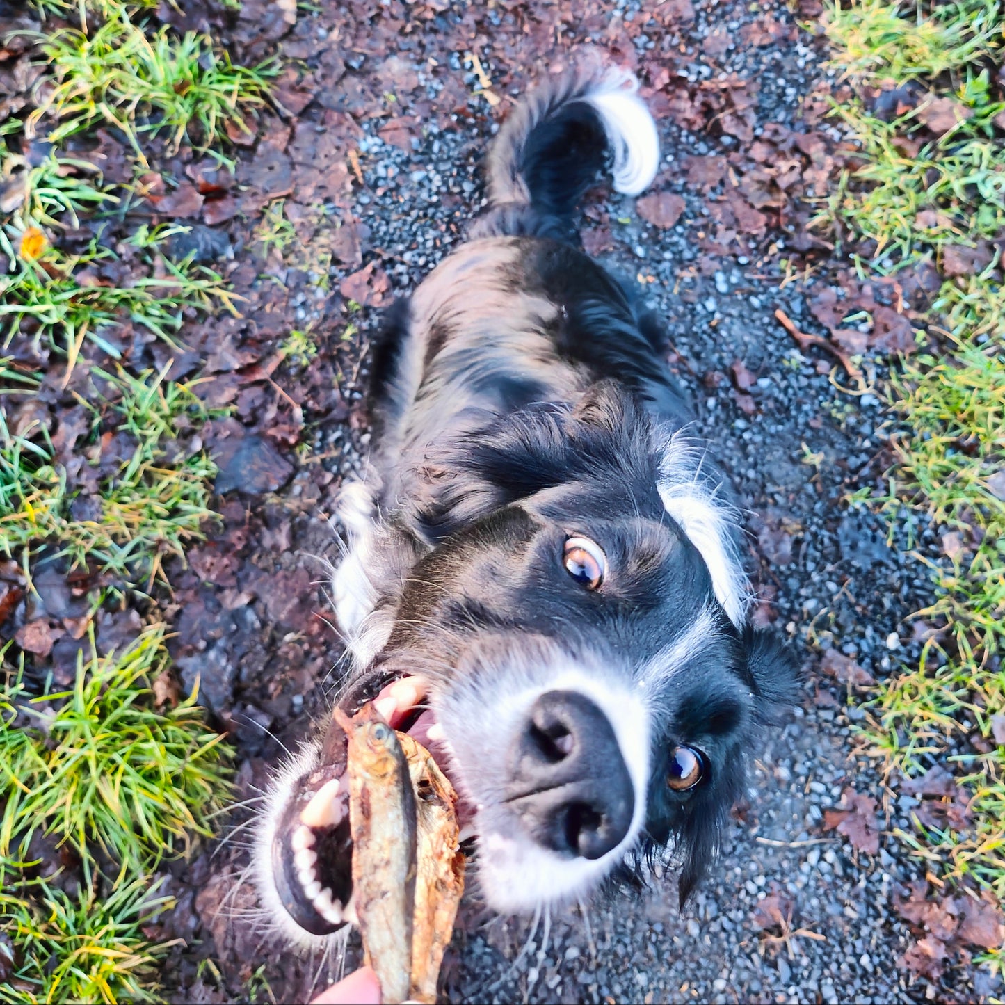 Getrocknete Sprotten