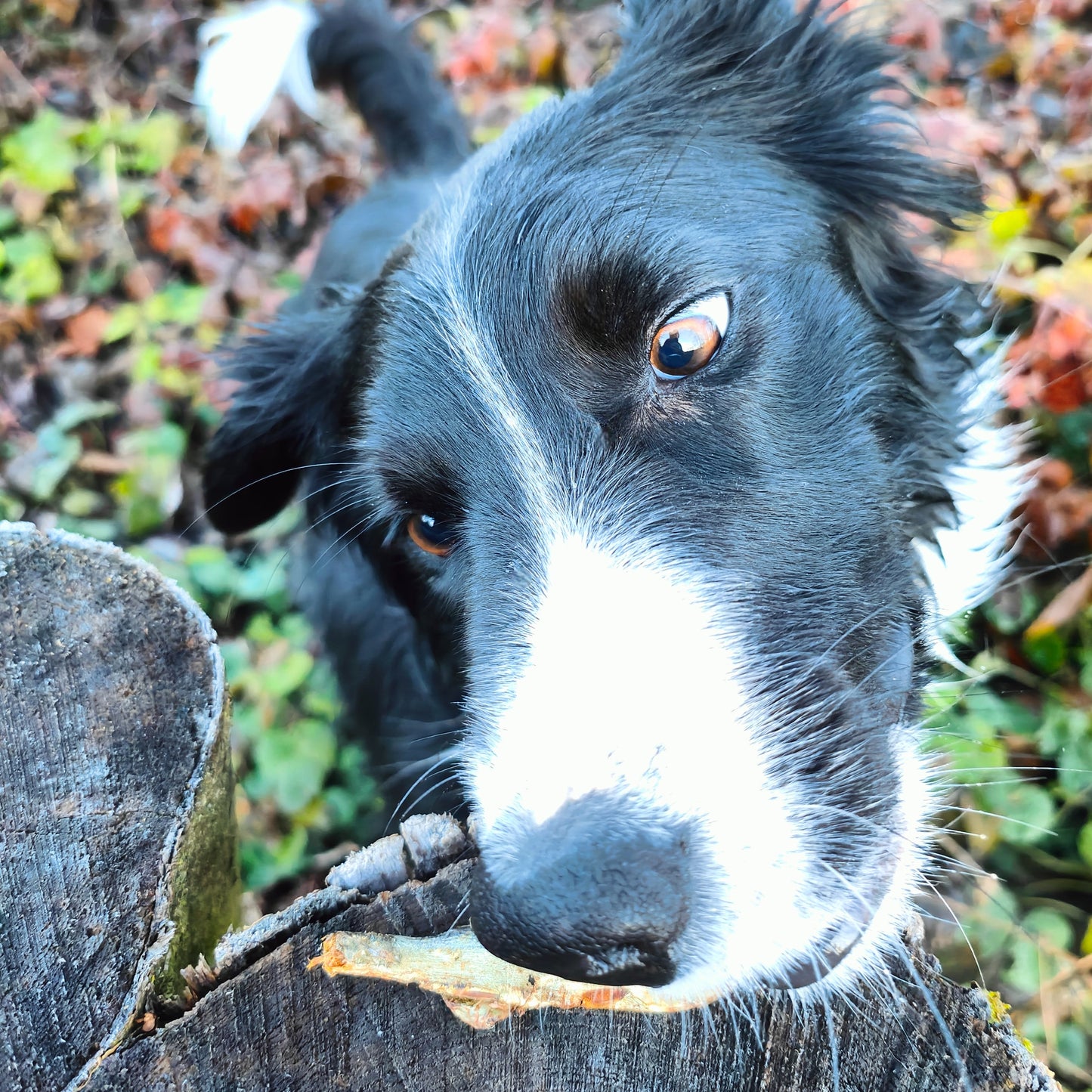 Getrocknete Sprotten