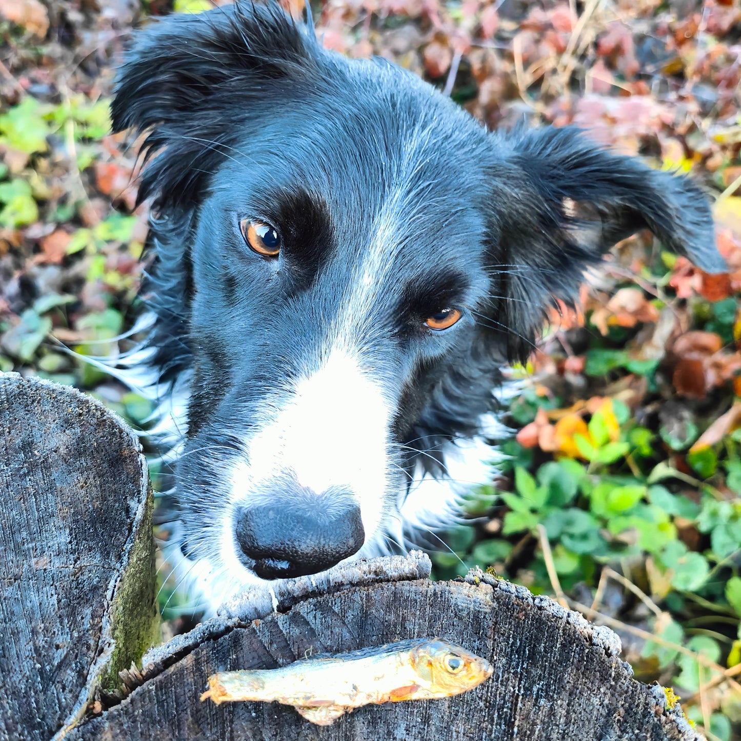 Getrocknete Sprotten