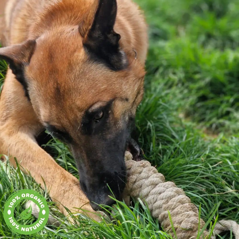 Le Boudin Chic Pour Chien