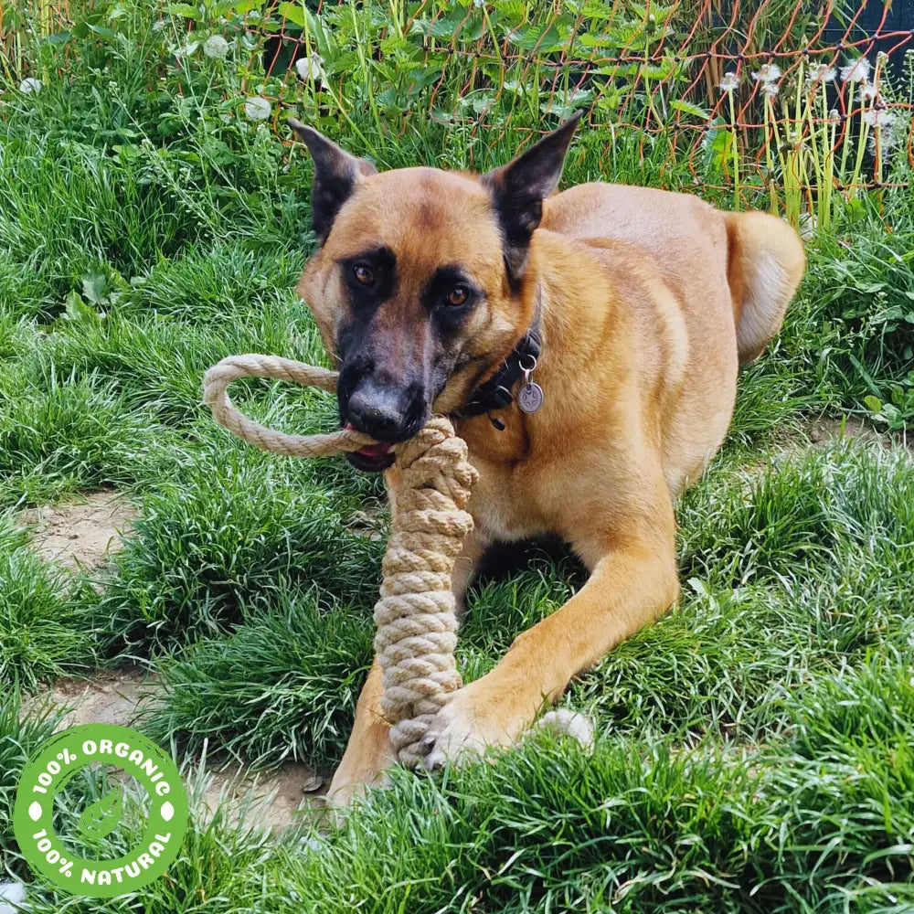 Le Boudin Chic Pour Chien