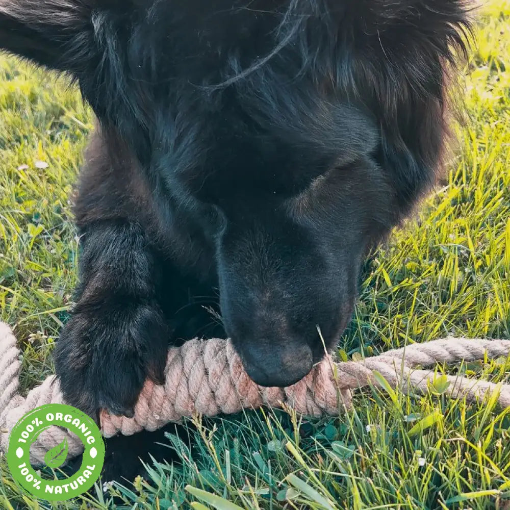 Le Boudin Chic Pour Chien