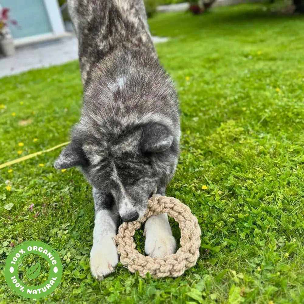 Le Scoubid-Anneau Scoubidou Anneau En Corde Pour Chien