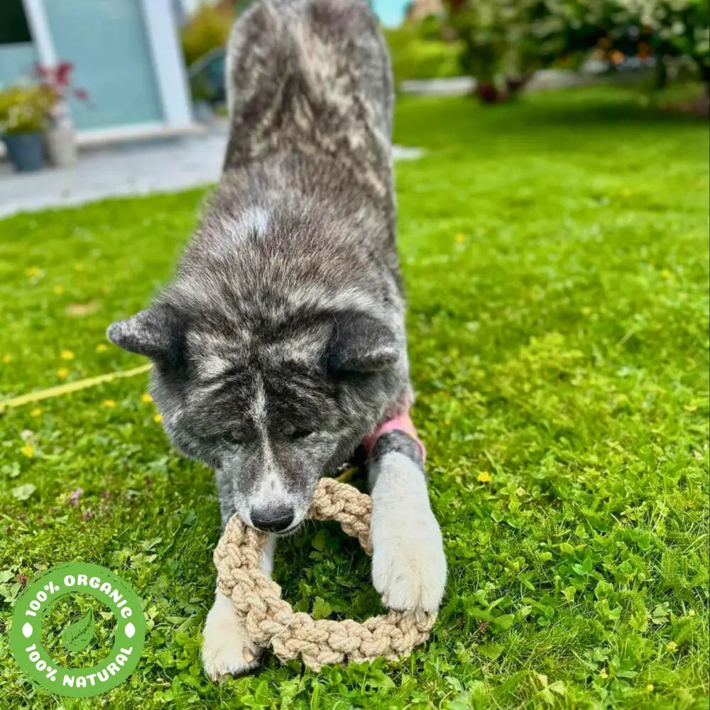 Le Scoubid-Anneau Scoubidou Anneau En Corde Pour Chien