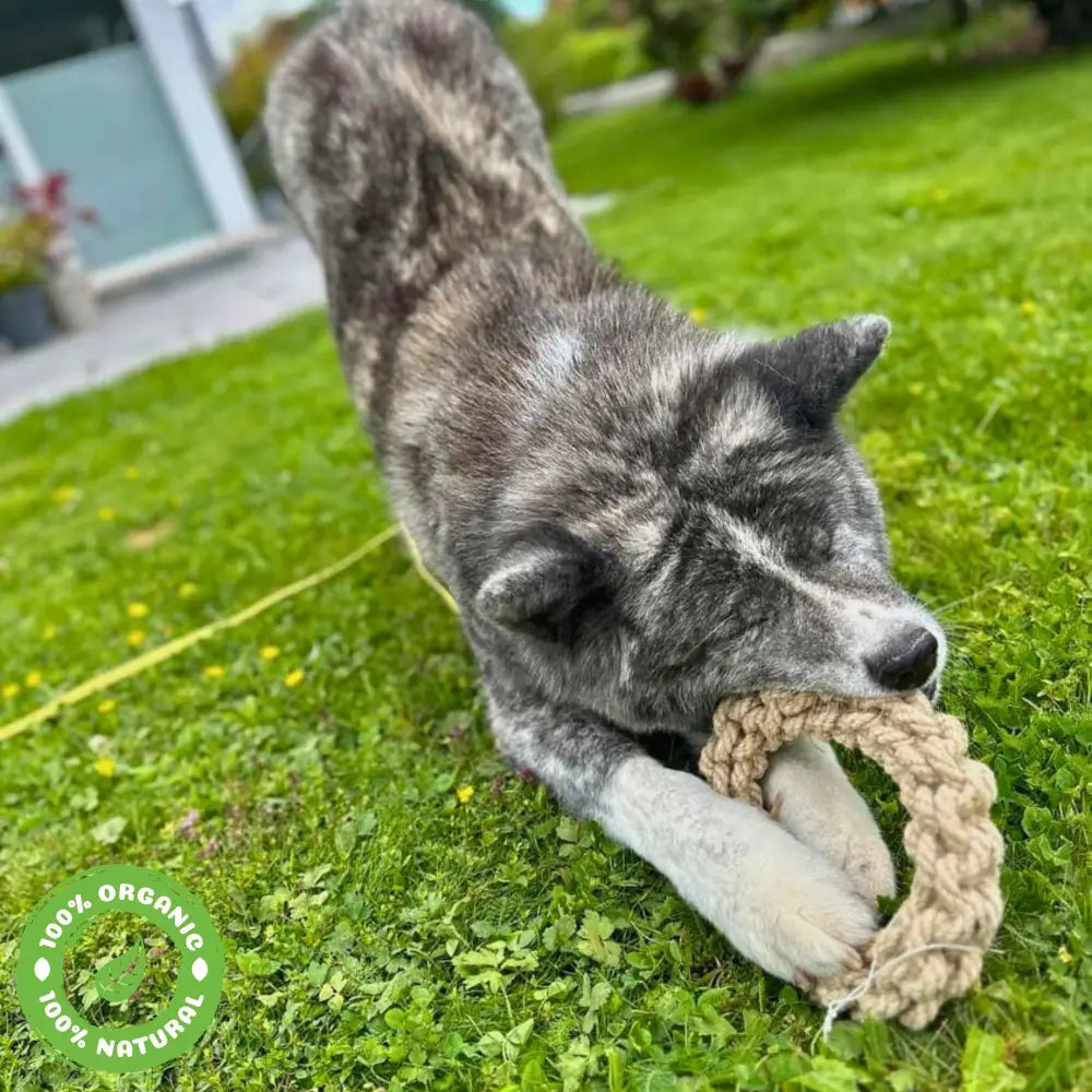 Le Scoubid-Anneau Scoubidou Anneau En Corde Pour Chien